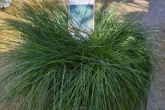 FESTUCA-GLAUCA