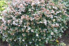 ABELIA GRANDIFLORA