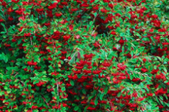 COTONEASTER-FRANCHETI-2I