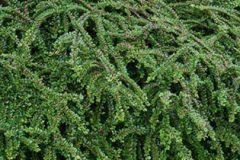 COTONEASTER-FRANCHETI-3