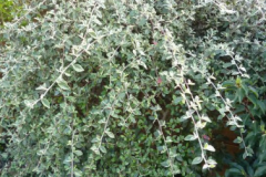 COTONEASTER-FRANCHETII