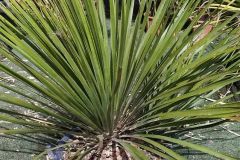 Yucca-rostrata-bleu-1