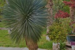 Yucca-rostrata-bleu-2