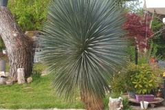 Yucca-rostrata-bleu-3