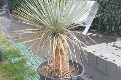 Yucca-rostrata-bleu-5