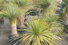 Yucca-rostrata-bleu