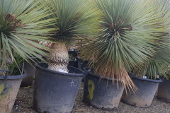 Yucca-rostrata-bleu