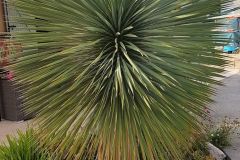 Yucca-rostrata-bleu