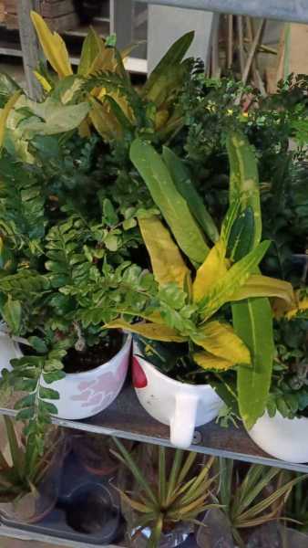 PLANTE INTERIEURE DANS UNE GRAND TASSE