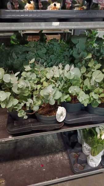 EUCALYPTUS