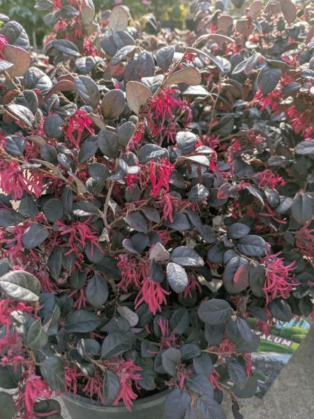 LOROPETALUM