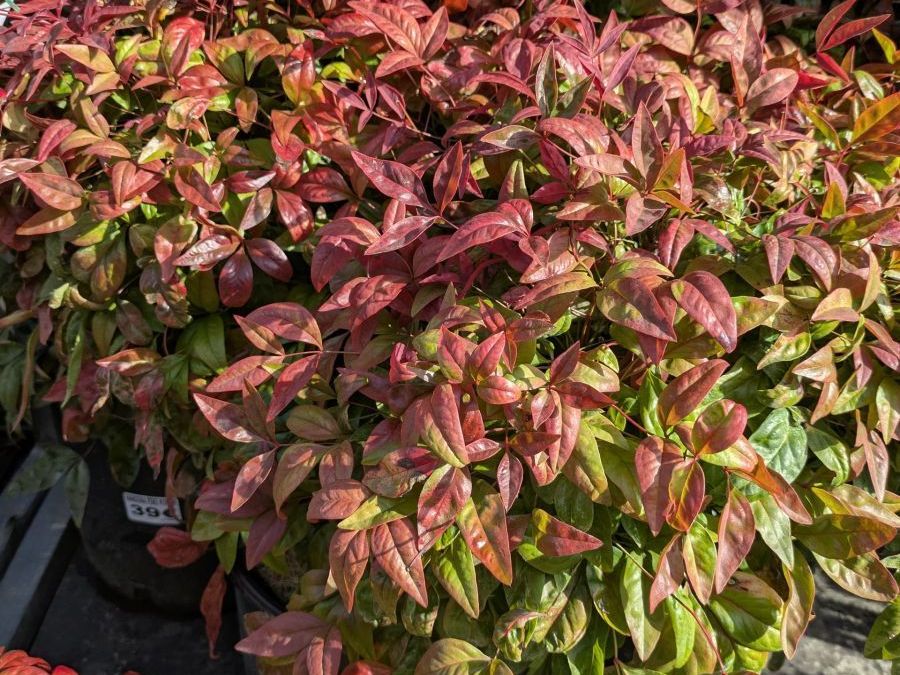 NANDINA FIRE POWER
