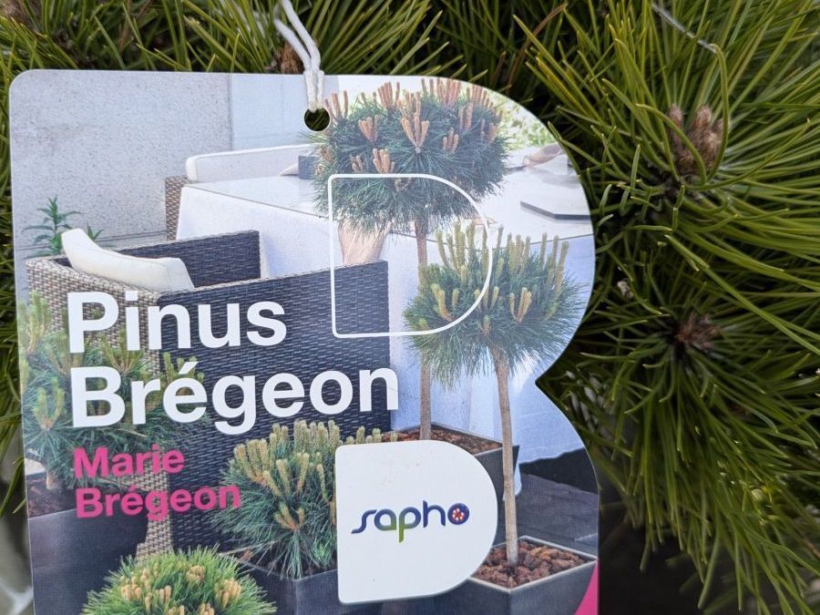 PINUS BREGEON