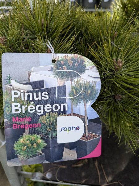 PINUS BREGEON PINUS BREGEON