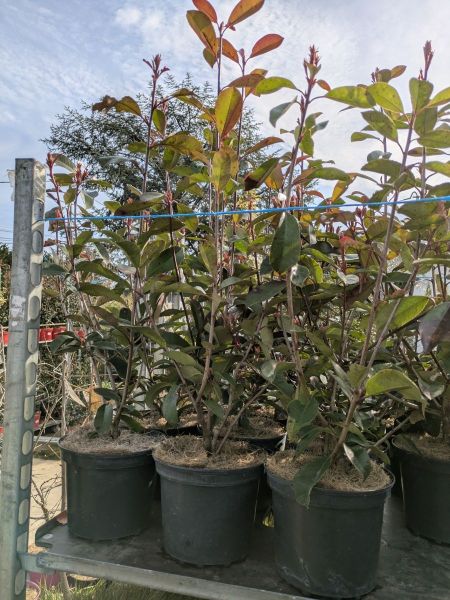 PHOTINIA RED ROBIN