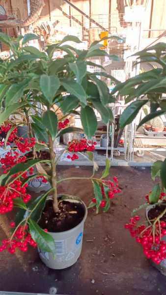 ARDISIA CRENATA