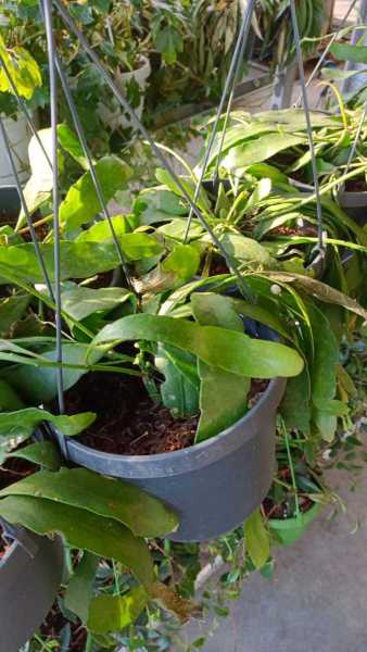 RHIPSALIS SUSPENSION