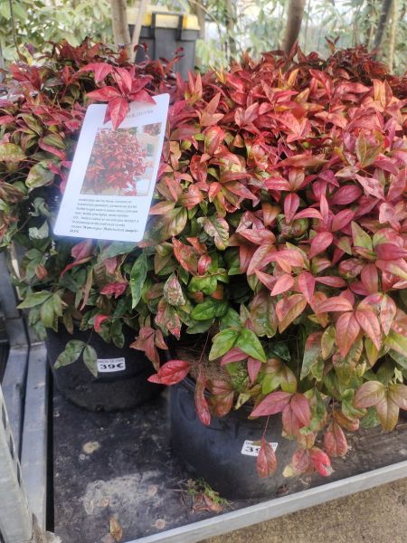 NANDINA BLUSH PINK NANDINA BLUSH PINK