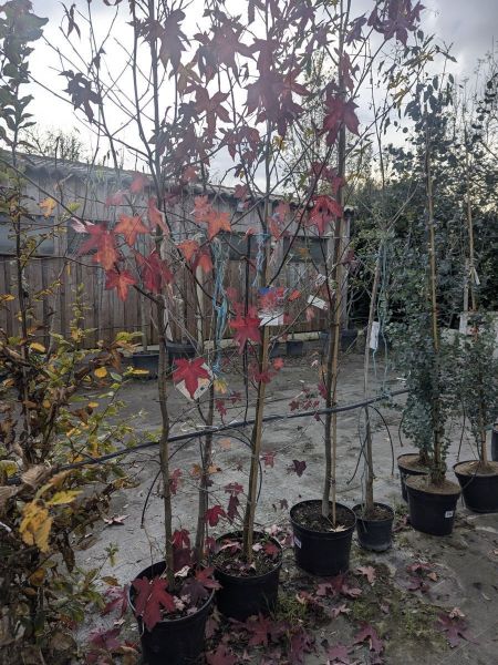 LIQUIDAMBAR LIQUIDAMBAR