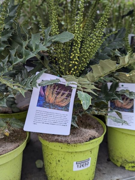 MAHONIA MAHONIA