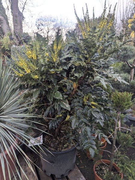 MAHONIA-XL MAHONIA-XL