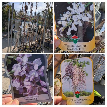 Wisteria - Glycine XL Violette rose ou blanche