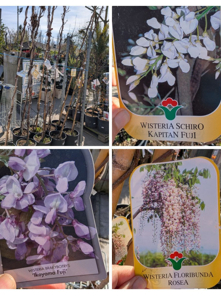 Wisteria - Glycine XL Violette rose ou blanche