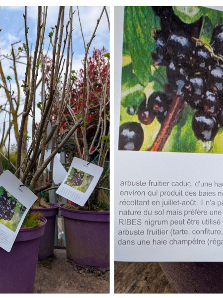 CASSIS EXTRA