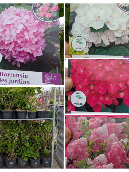 HORTENTIA