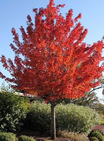 ACER-FAIRVIEW-FLAME ACER-FAIRVIEW-FLAME