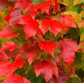 ACER-FAIRVIEW-FLAME ACER-FAIRVIEW-FLAME