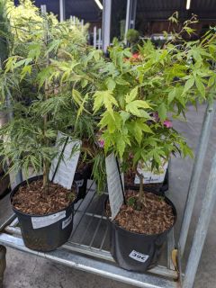 ACER-PALMATUM-SUR-TIGE-49E