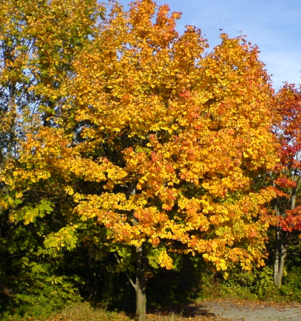 ACER-PLATANOIDE ACER-PLATANOIDE