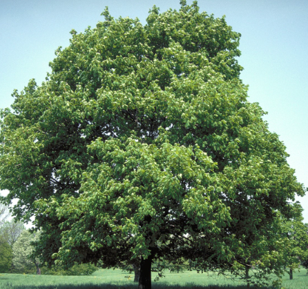 ACER-PLATANOIDE ACER-PLATANOIDE