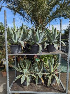 AGAVE-XL