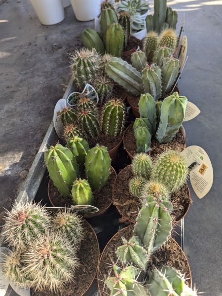 ARRIVAGE-CACTUS-INTERIEUR-1 ARRIVAGE-CACTUS-INTERIEUR-1