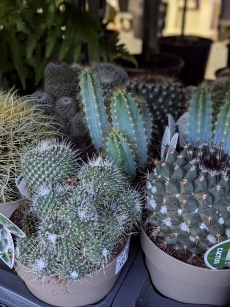 ARRIVAGE-CACTUS-INTERIEUR-3