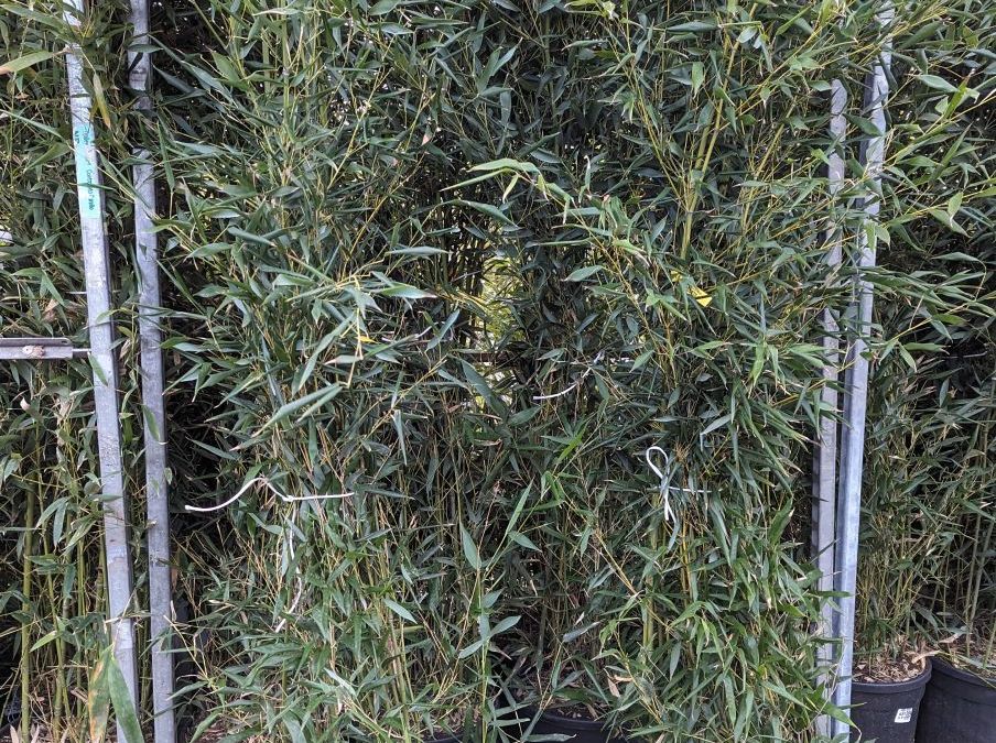 BAMBOU-TRACANT-BISSETI