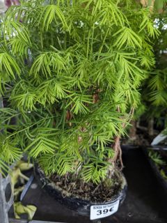 BONSAI-METASEQUOIA