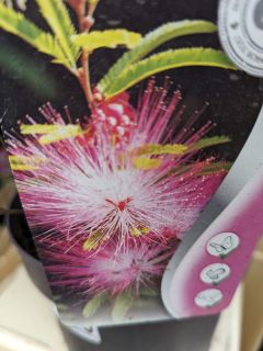 CALLIANDRA-DIXIE-PINK-ARBRE-A-HOUPETTES-1