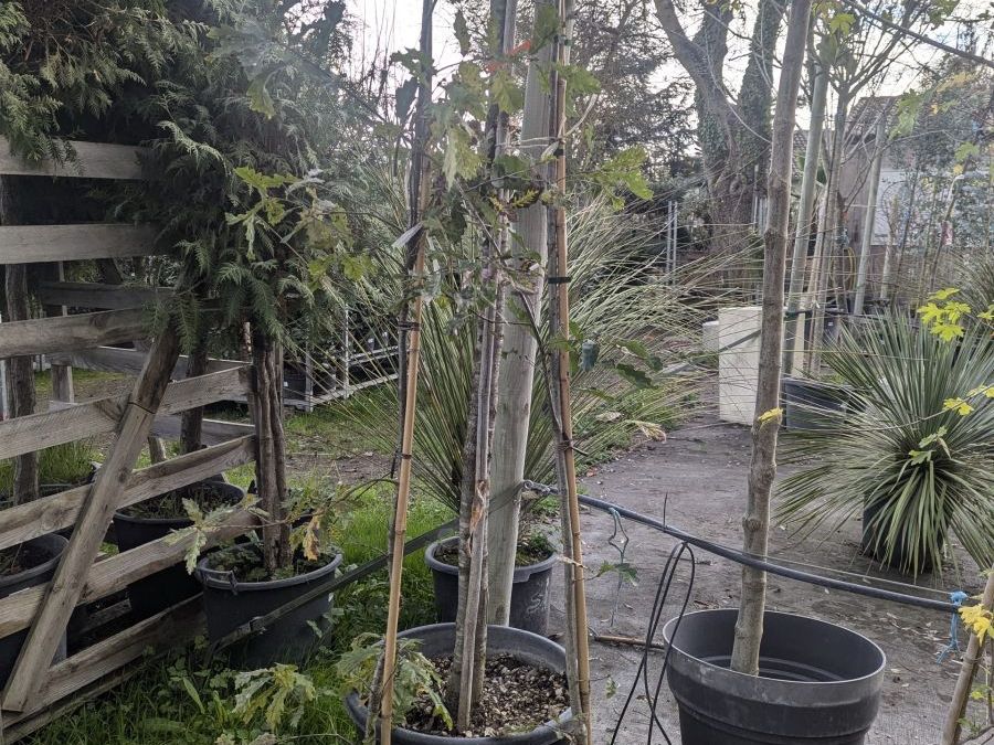 CHENE - quercus petraea