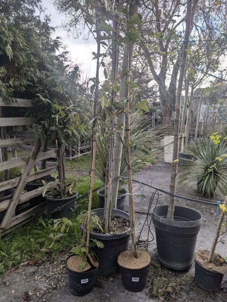 CHENE - quercus petraea CHENE - quercus petraea