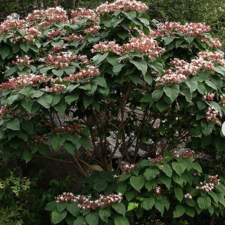 CLERODENDRON-2