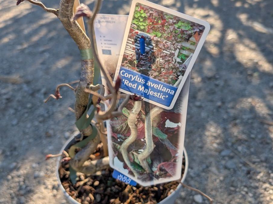 CORYLLUS-AVELANA-RED-MAJESTIC