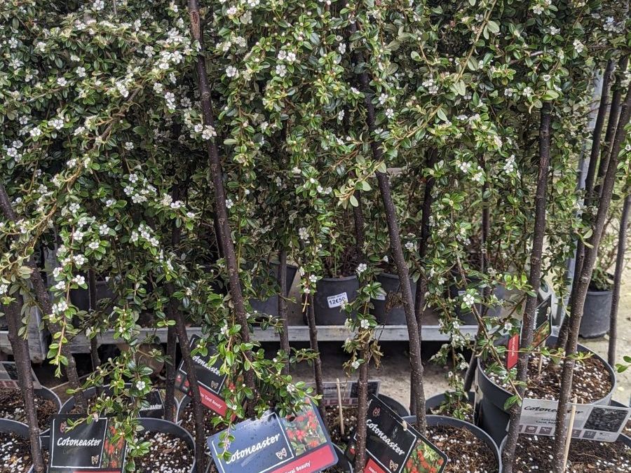 COTONEASTER-SUR-TIGE