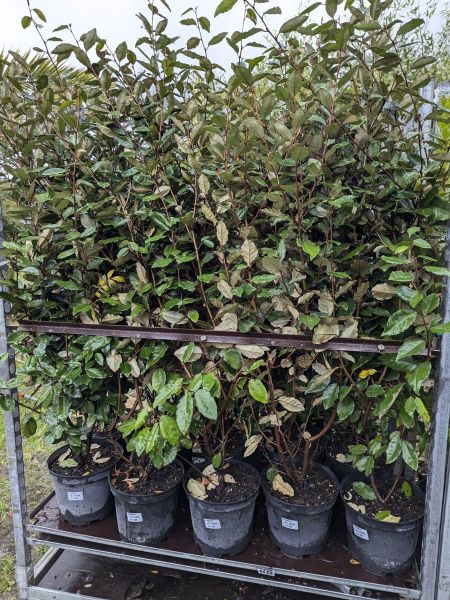 ELEAGNUS ELEAGNUS
