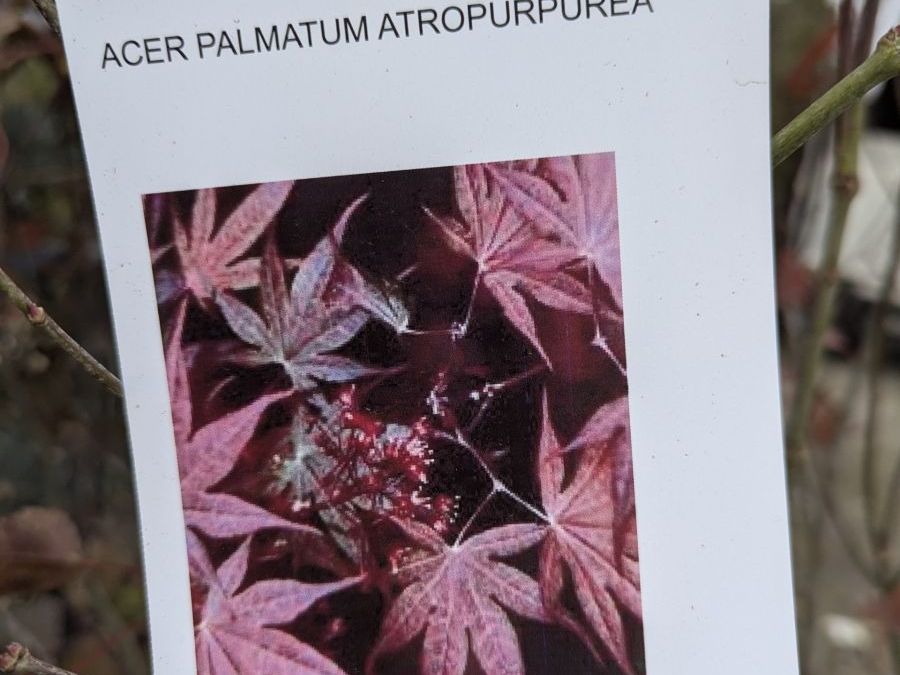 ERABLE-DU-JAPON-ATROPURPUREUM