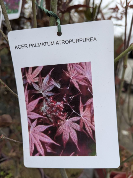 ERABLE-DU-JAPON-ATROPURPUREUM