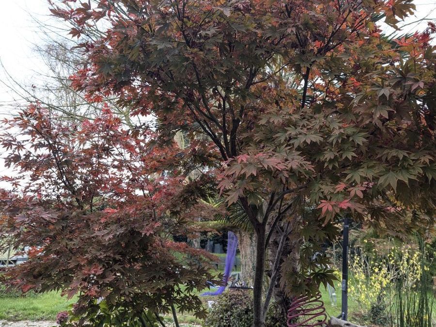 ERABLE-DU-JAPON-BLOODGOOD