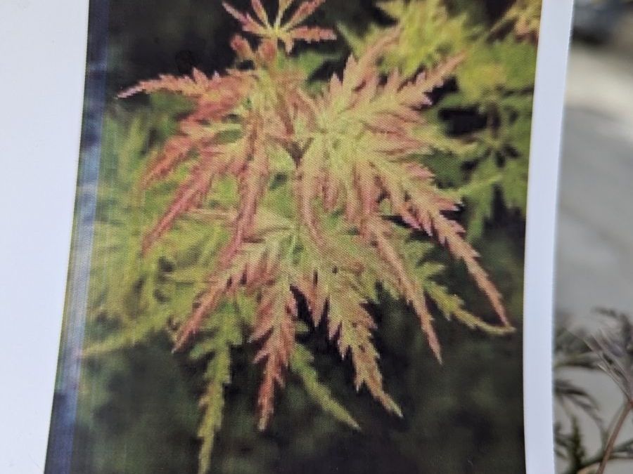 ERABLE-DU-JAPON-DISSECTUM-SEIRYU